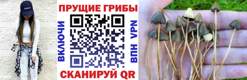 Псилоцибиновые грибы Cubensis  Купить  Лысково 